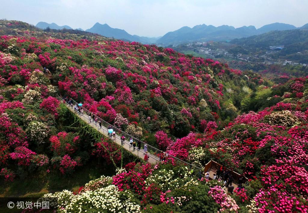 贵州双景区荣登全国百强榜单，辉煌之旅探秘