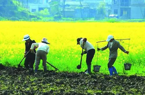 村支书回应男子回乡种地遭遇麦田被毁事件，真相与反思