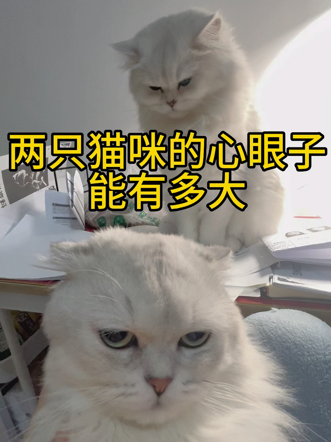 如何平衡对待同时养的两只猫？