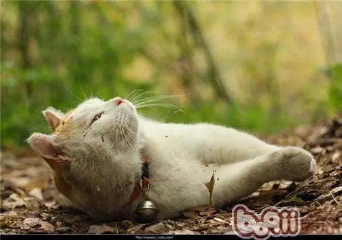 猫咪的饺子梦，食欲与想象力的独特碰撞之旅