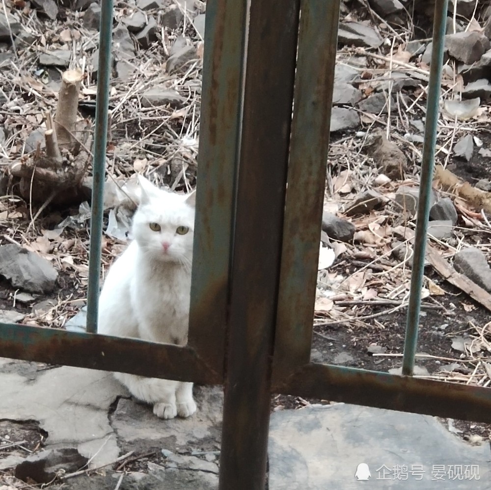 男子六年后重返故乡，老猫依旧忠诚守护家园